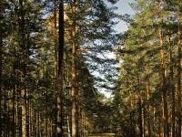 Лесной массив Лесной массив